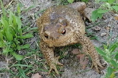 Bufo spinosus