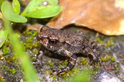 Bufo spinosus