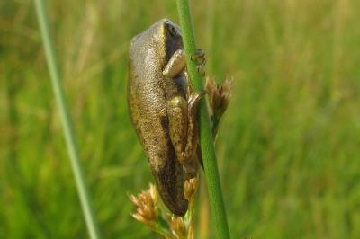 Hyla arborea