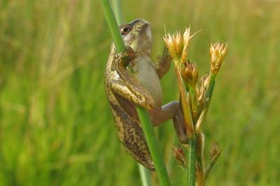 Hyla arborea