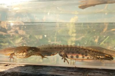 Lissotriton vulgaris