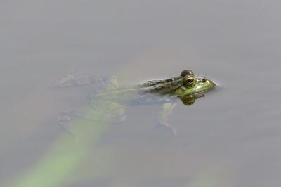 Pelophylax kl. esculentus