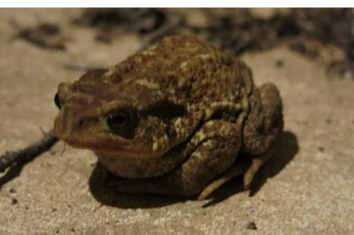 Bufo spinosus
