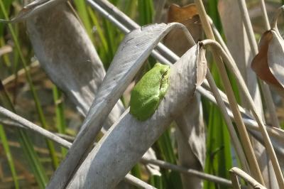 Hyla arborea