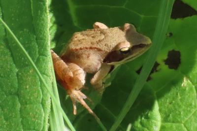 Rana dalmatina