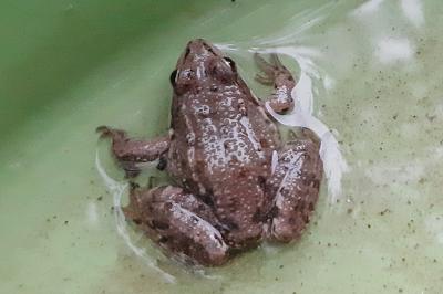 Pelophylax kl. esculentus