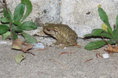 Bufo spinosus
