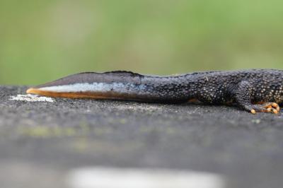 Triturus cristatus