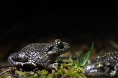 Alytidae