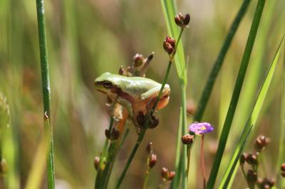 Hyla arborea