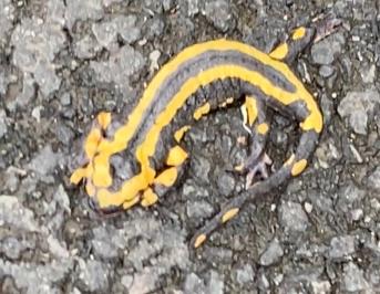 Salamandre tachetée