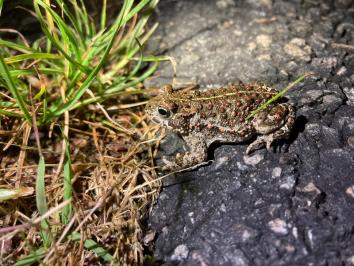 Crapaud calamite