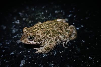 Crapaud calamite