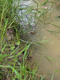 Grenouille agile