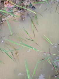 Grenouille agile