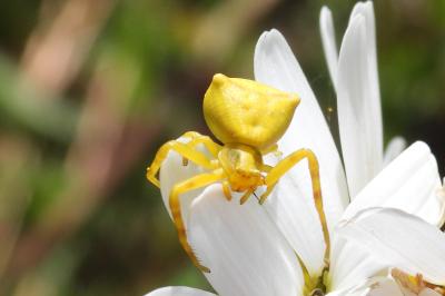 Thomisus onustus