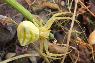 Thomisus onustus