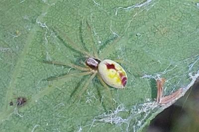 Nigma puella