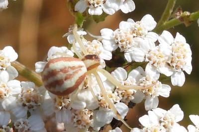 Runcinia grammica
