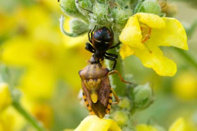 Synema globosum