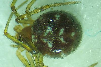 Steatoda triangulosa