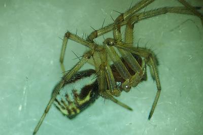 Frontinellina frutetorum
