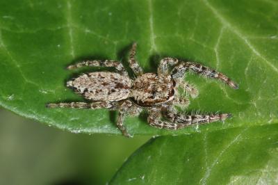 Marpissa muscosa