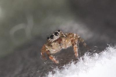 Marpissa muscosa