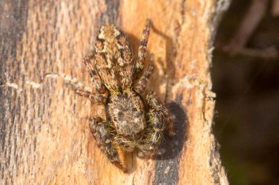 Marpissa muscosa