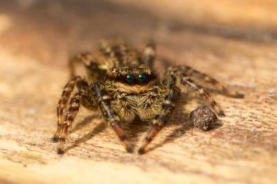 Marpissa muscosa