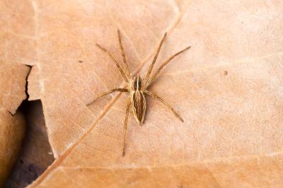 Pisaura mirabilis