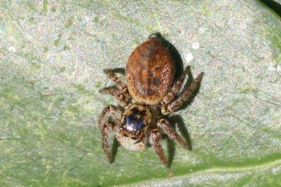 Carrhotus xanthogramma