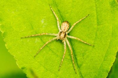 Philodromus dispar