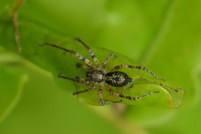 Anyphaena accentuata