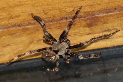 Araneus angulatus