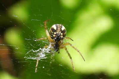 Mangora acalypha