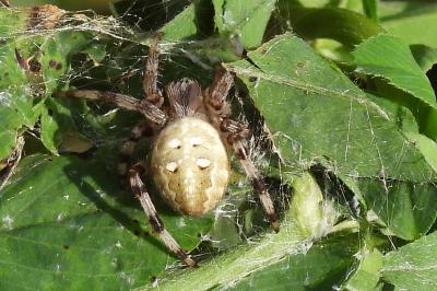 Araneus quadratus