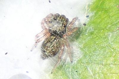 Ballus rufipes