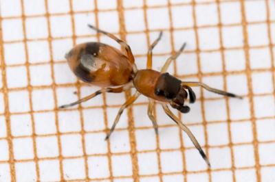 Myrmarachne formicaria