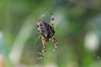 Araneus diadematus