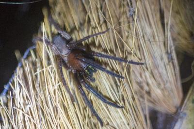 Segestria florentina