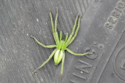 Micrommata ligurina