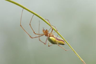 Tetragnatha extensa