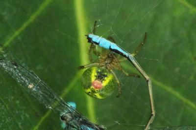 Araniella cucurbitina