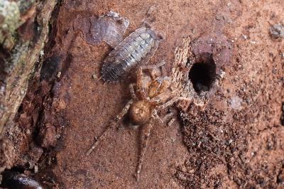 Anyphaena accentuata