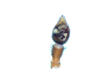 Pardosa pullata