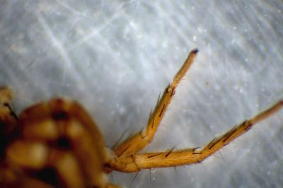 Pardosa pullata