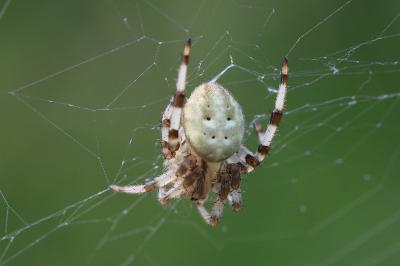 Araneus quadratus