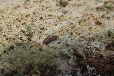 Atypus affinis