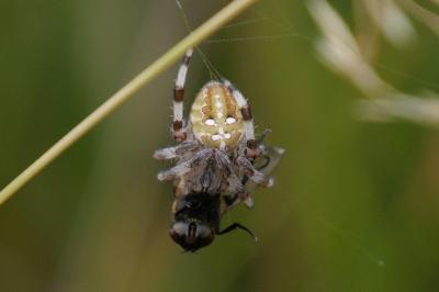 Araneus quadratus